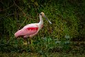 008 Noord Pantanal, rode lepelaar